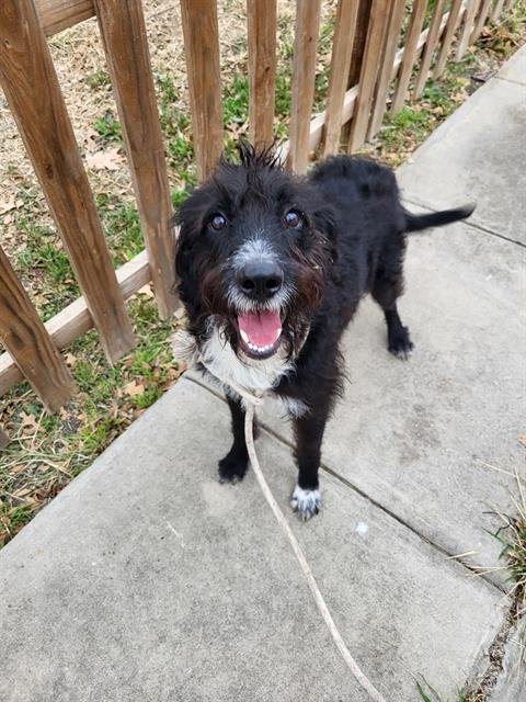 PHILIP - Terrier available for adoption