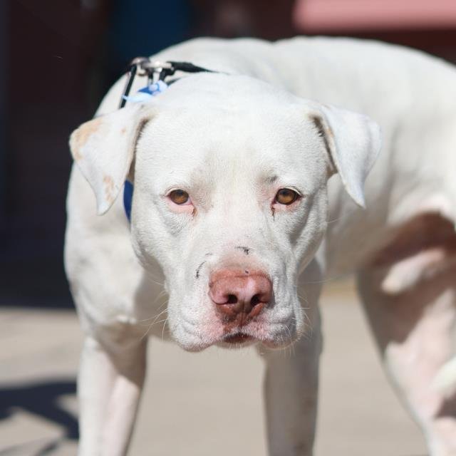 HONEYBUN - American Staffordshire Terrier available for adoption