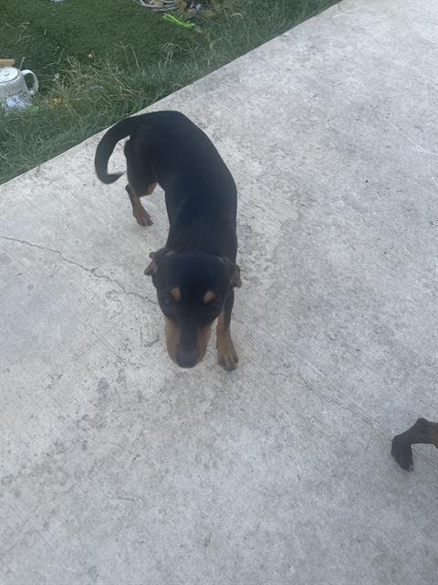 BABY BUDDY - Chihuahua available for adoption