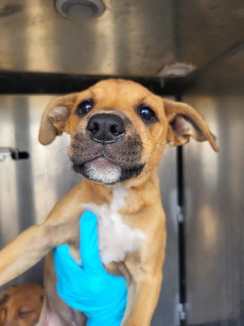 TABITHA - Terrier available for adoption