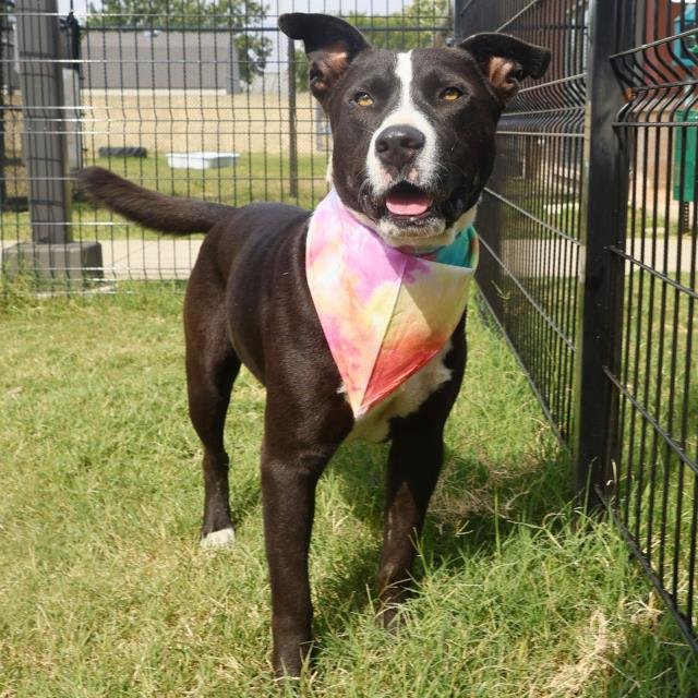 OREO - American Staffordshire Terrier available for adoption