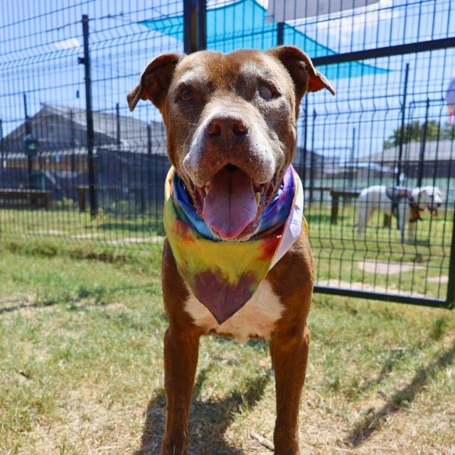 NATAS - American Staffordshire Terrier available for adoption