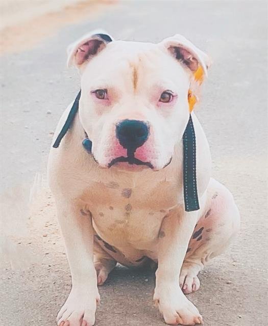 STELLA - American Staffordshire Terrier available for adoption