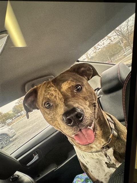 OREO - American Staffordshire Terrier available for adoption