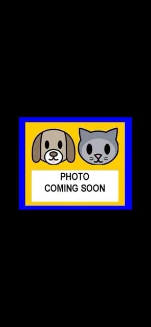 TIGGER - Domestic Short Hair available for adoption