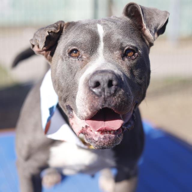 MAPLE - American Staffordshire Terrier available for adoption