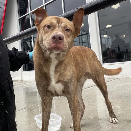 LANCER - Australian Shepherd available for adoption