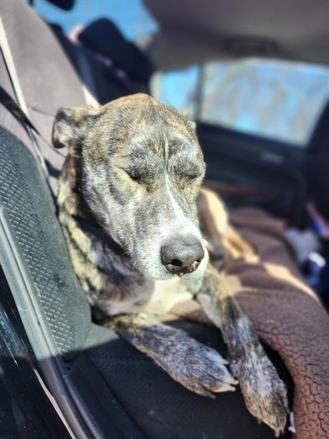 SULLY - Irish Terrier available for adoption