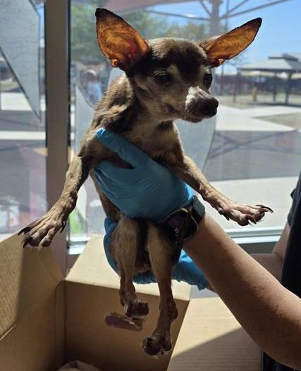 VALERIE - Chihuahua available for adoption