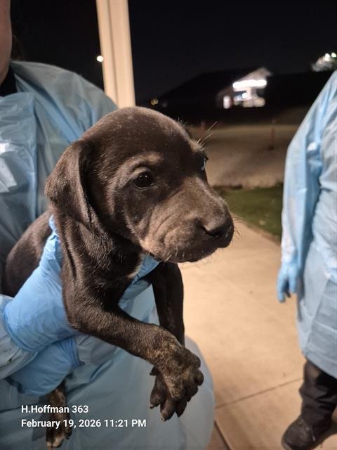 RORY - Doberman Pinscher available for adoption