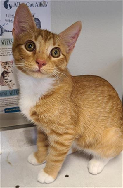 FISHER - Domestic Short Hair available for adoption