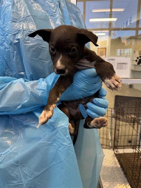 A799508 - Chihuahua available for adoption