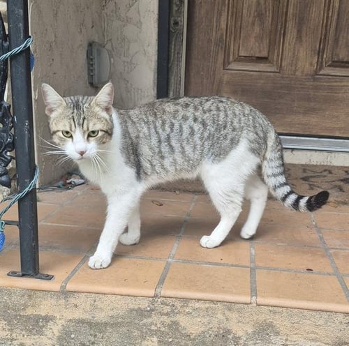 A806513 - Domestic Short Hair available for adoption