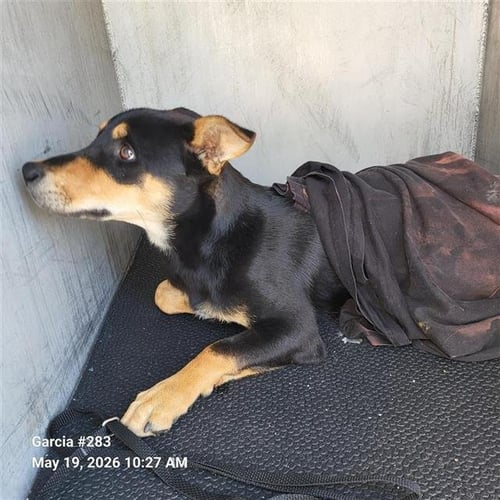 ARAGON - Hound available for adoption
