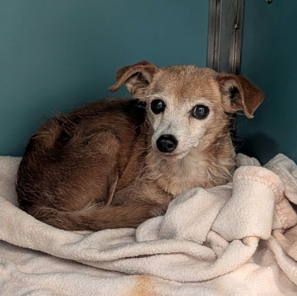 RASCAL - Poodle (Miniature) / Dachshund available for adoption