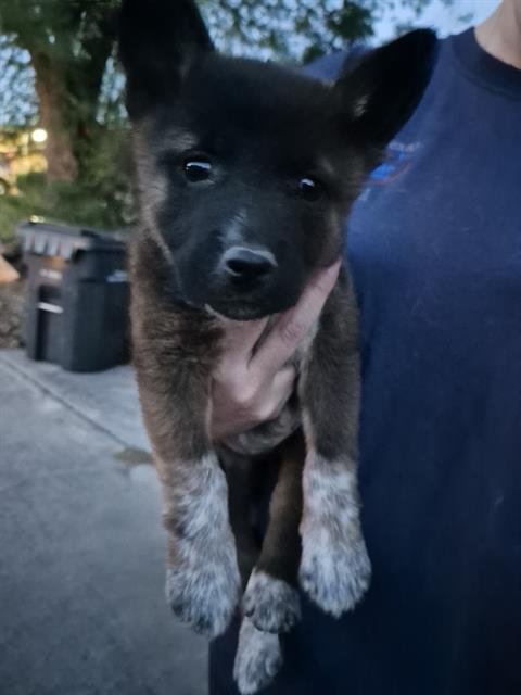 PUP 7 - Australian Cattle Dog/Blue Heeler available for adoption