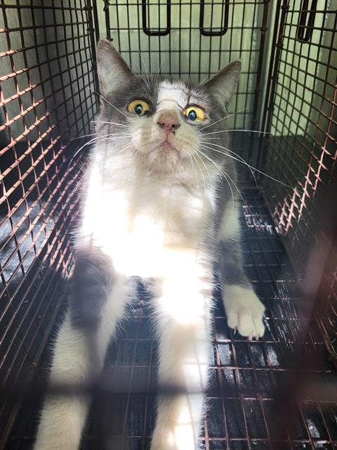 BEBOP - Domestic Medium Hair available for adoption