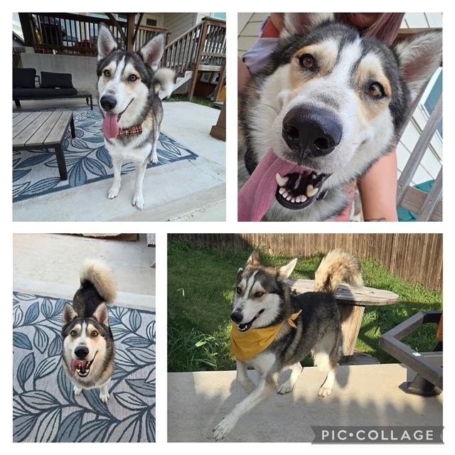 SERJ - Husky / German Shepherd Dog available for adoption