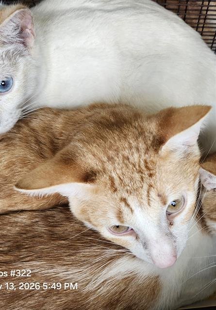 ANISE - Domestic Short Hair available for adoption