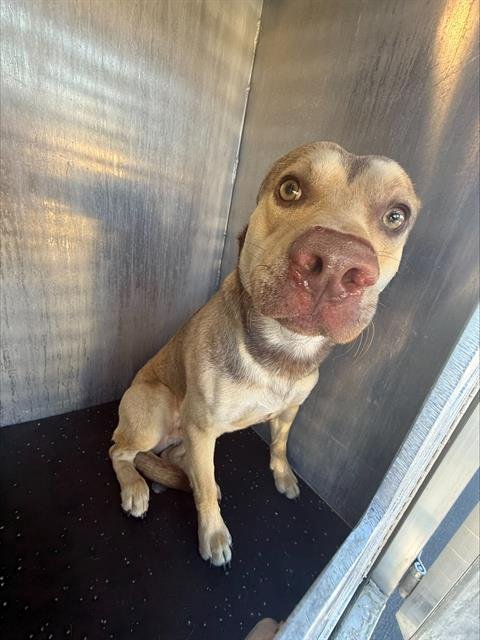 A799387 - American Staffordshire Terrier available for adoption