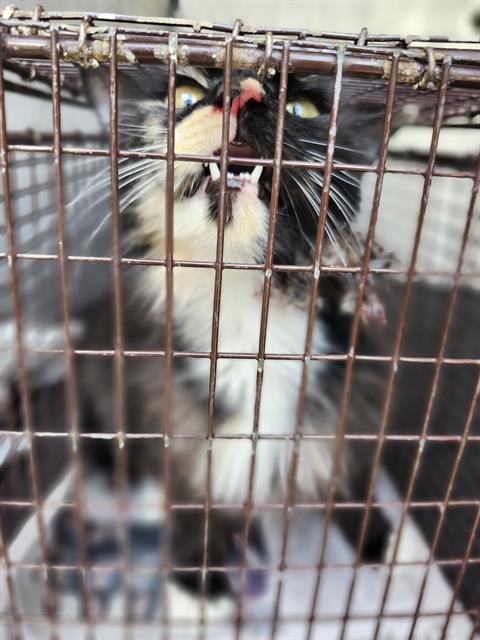 FENNEL - Domestic Medium Hair available for adoption