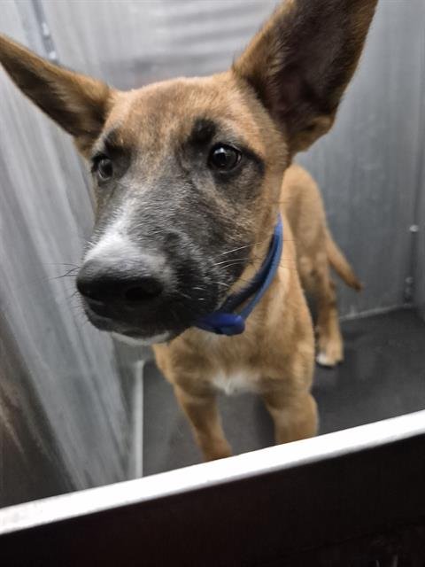 BIGGIE SMALLS - German Shepherd Dog available for adoption