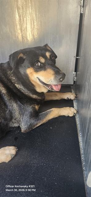 PEPSI - Rottweiler / Pit Bull Terrier available for adoption