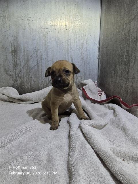 MOLLY - Chihuahua available for adoption