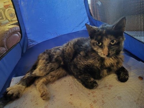 TIPPY - Domestic Short Hair available for adoption