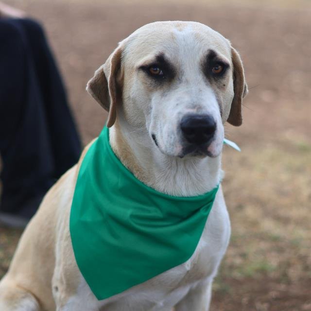 TRISH - Labrador Retriever available for adoption
