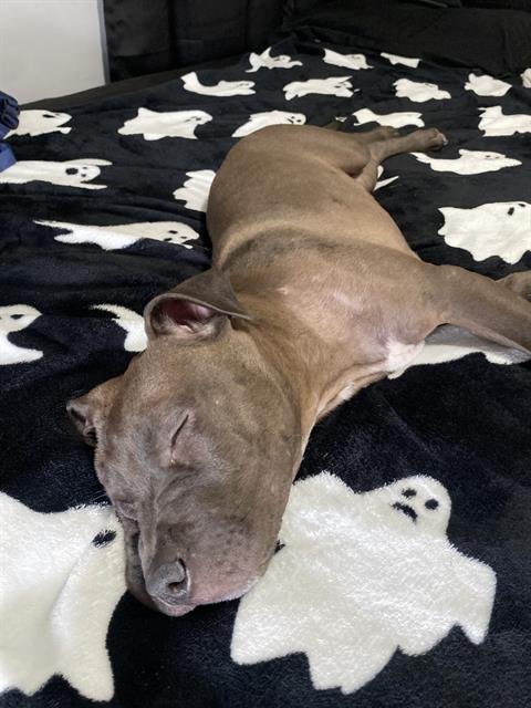 A808290 - American Staffordshire Terrier available for adoption