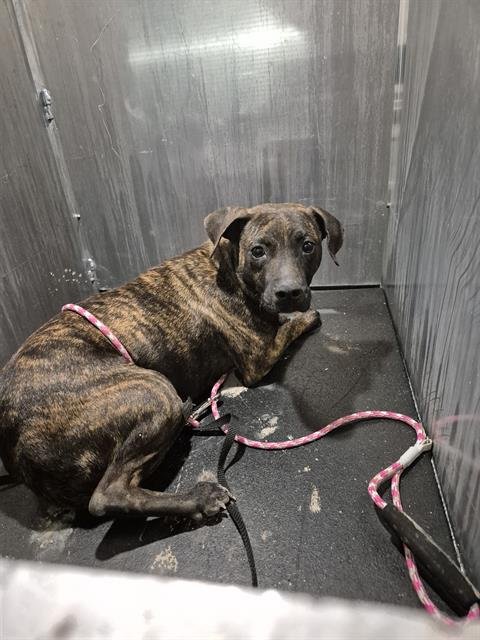 A795517 - American Staffordshire Terrier available for adoption