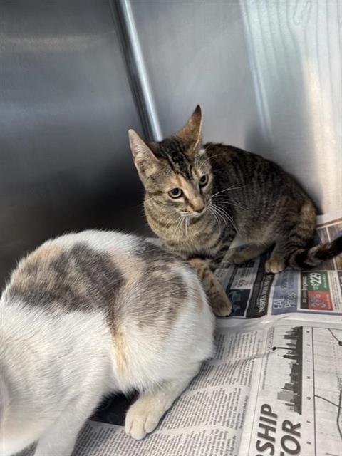 A799269 - Domestic Short Hair available for adoption