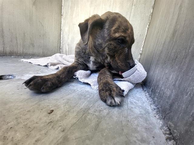 BISCUIT - American Staffordshire Terrier available for adoption