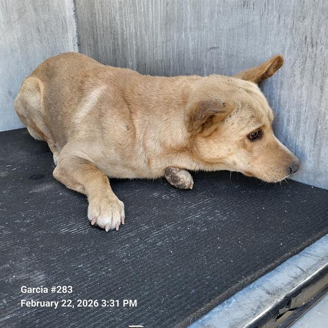 SEBASTIAN - Labrador Retriever available for adoption