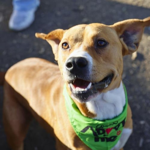 MICHEAL - American Bulldog available for adoption