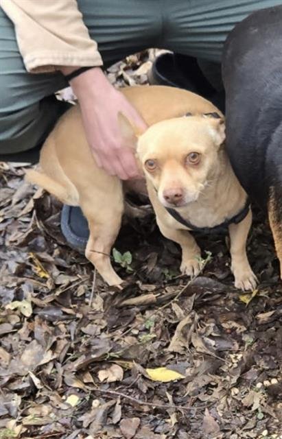 ROMULUS - Chihuahua available for adoption