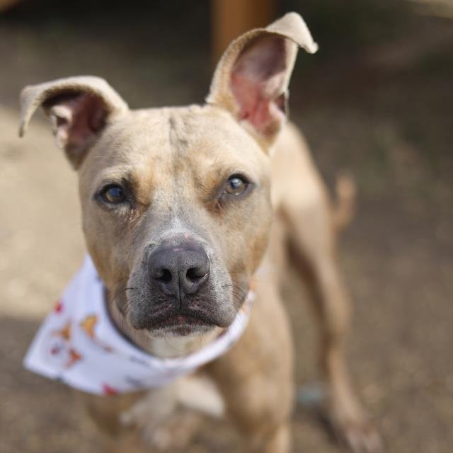 CHESTER - American Staffordshire Terrier available for adoption