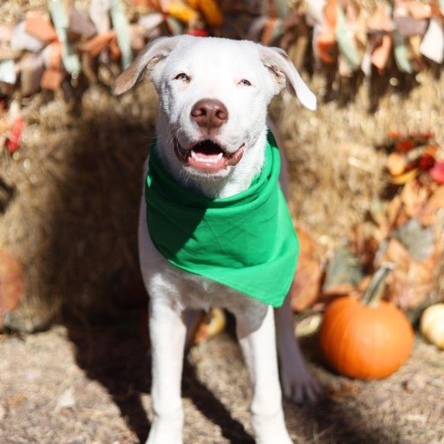 LYNUS - American Staffordshire Terrier available for adoption