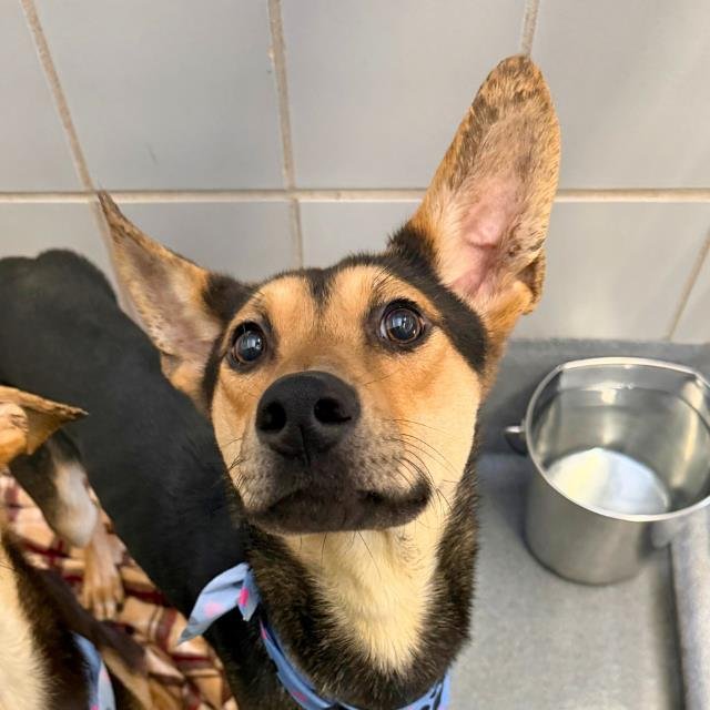 BILLY - German Shepherd Dog available for adoption