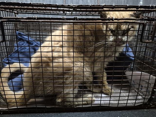 TILI - Domestic Short Hair available for adoption