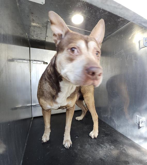 T-BONE - American Staffordshire Terrier available for adoption