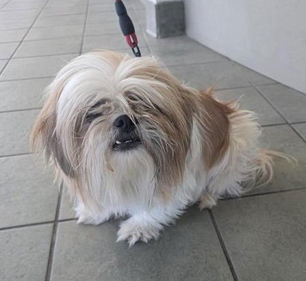 BARKLEY - Shih Tzu available for adoption
