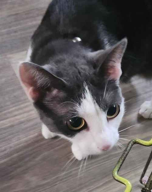 BAMA - Domestic Short Hair available for adoption