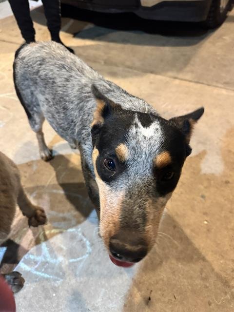 A753191 - Australian Cattle Dog/Blue Heeler available for adoption