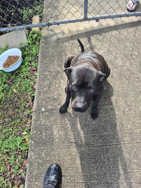 PERITA - American Staffordshire Terrier available for adoption