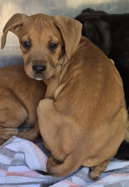 AMBER - Labrador Retriever available for adoption