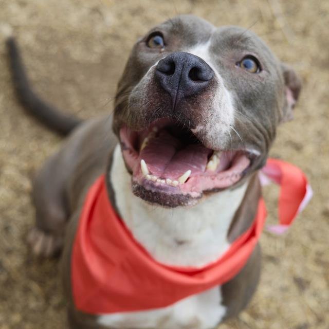 SABRINA - American Staffordshire Terrier available for adoption