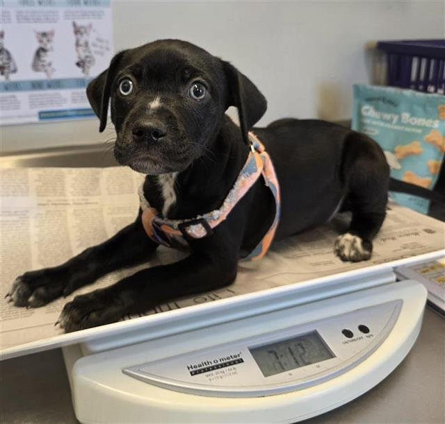 NOVA - Rottweiler available for adoption