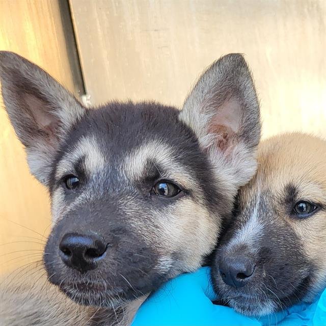 WILSON - German Shepherd Dog available for adoption